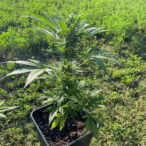 Green Crack Fast Flowering growlog timeline photo