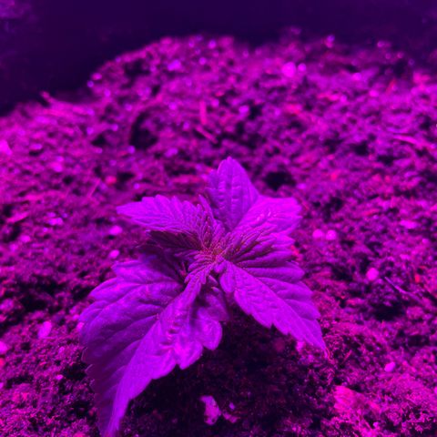 Aaleighia growlog timeline photo