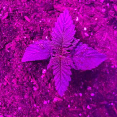 Aaleighia growlog timeline photo