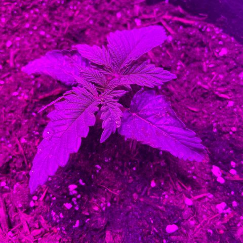 Aaleighia growlog timeline photo