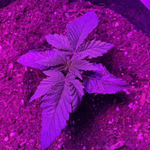 Aaleighia growlog timeline photo