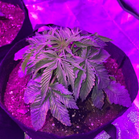 Aaleighia growlog timeline photo