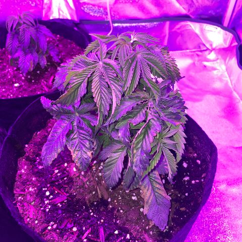 Aaleighia growlog timeline photo
