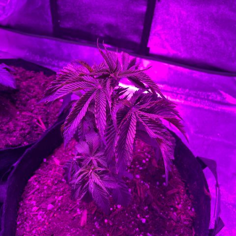 Aaleighia growlog timeline photo