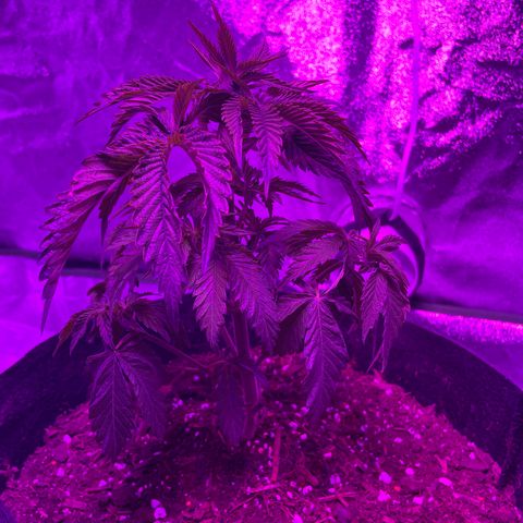 Aaleighia growlog timeline photo