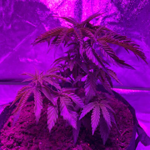 Aaleighia growlog timeline photo