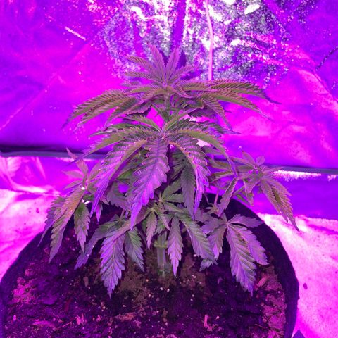Aaleighia growlog timeline photo