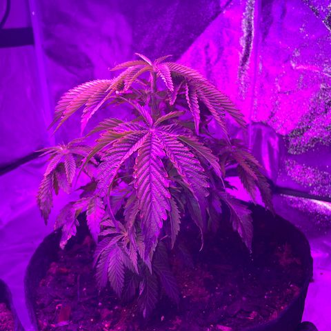 Aaleighia growlog timeline photo