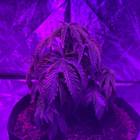 Aaleighia growlog timeline photo