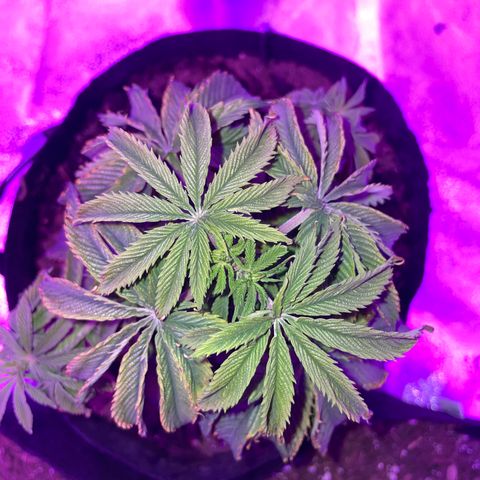 Aaleighia growlog timeline photo