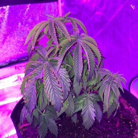 Aaleighia growlog timeline photo