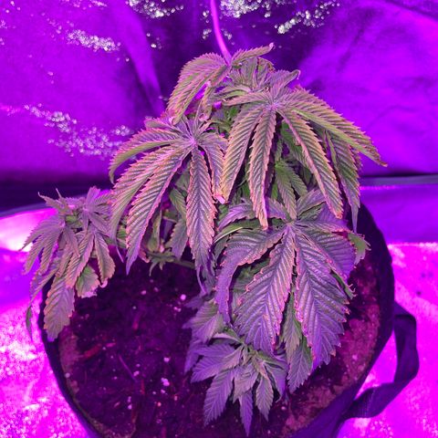 Aaleighia growlog timeline photo