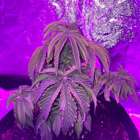 Aaleighia growlog timeline photo