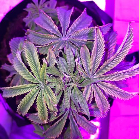Aaleighia growlog timeline photo
