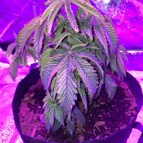 Aaleighia growlog timeline photo