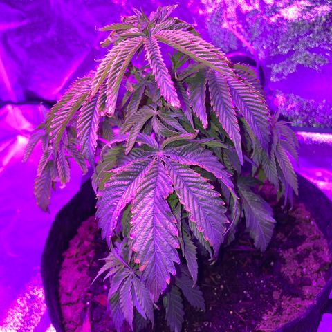 Aaleighia growlog timeline photo