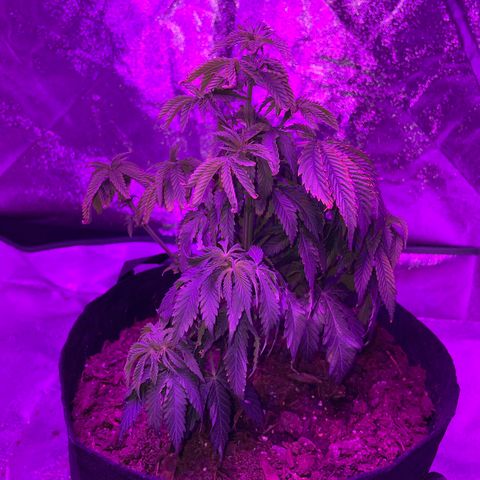 Aaleighia growlog timeline photo