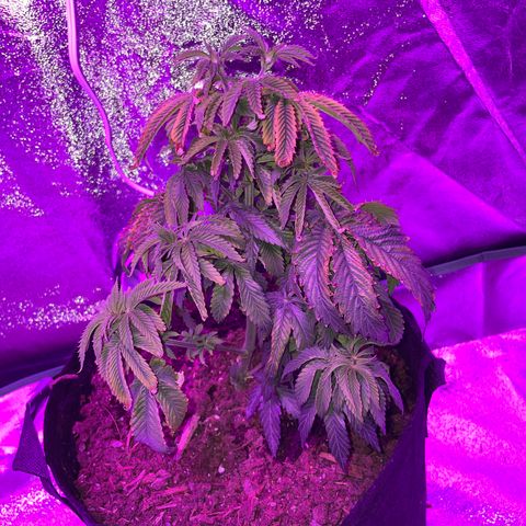 Aaleighia growlog timeline photo