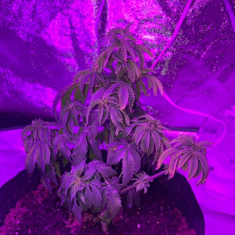 Aaleighia growlog timeline photo