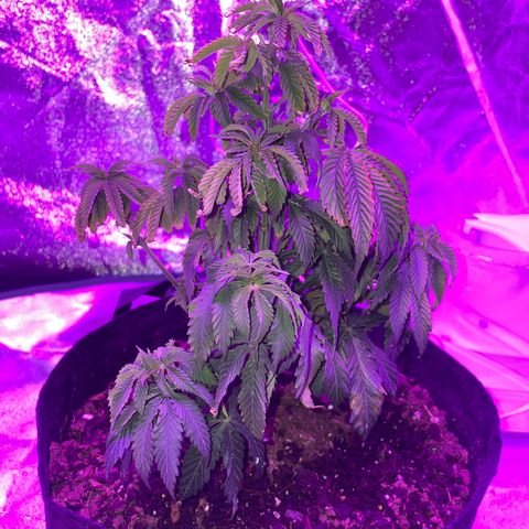 Aaleighia growlog timeline photo