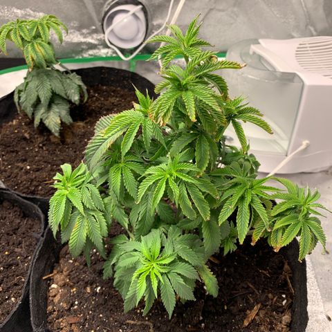 Aaleighia growlog timeline photo