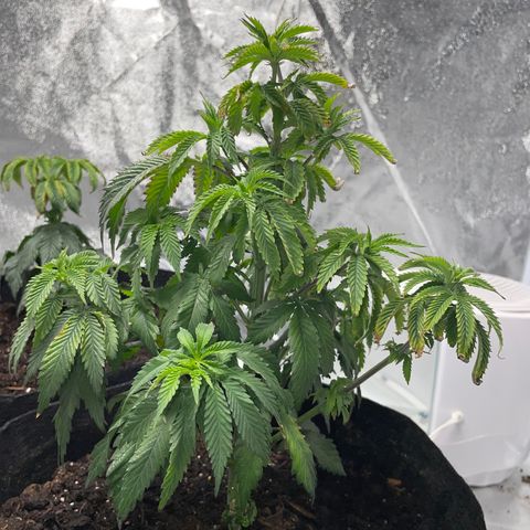Aaleighia growlog timeline photo