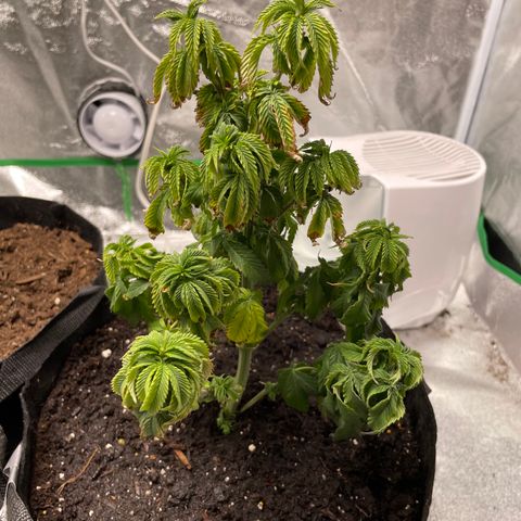 Aaleighia growlog timeline photo