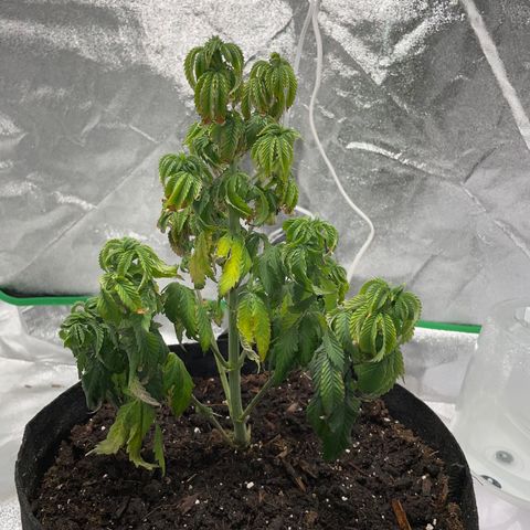Aaleighia growlog timeline photo