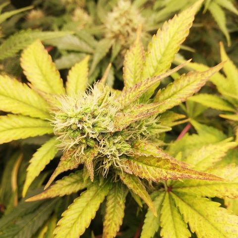 Bubblegum XL #2 growlog photo: Les feuilles touchées ne se nécrose t pas au niveau des tetes