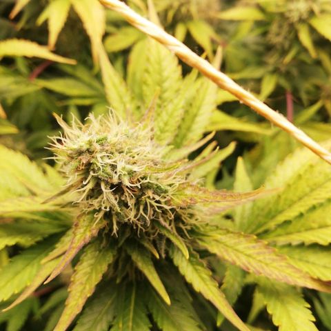 Bubblegum XL #2 growlog photo: Les feuilles touchées ne se nécrose t pas au niveau des tetes