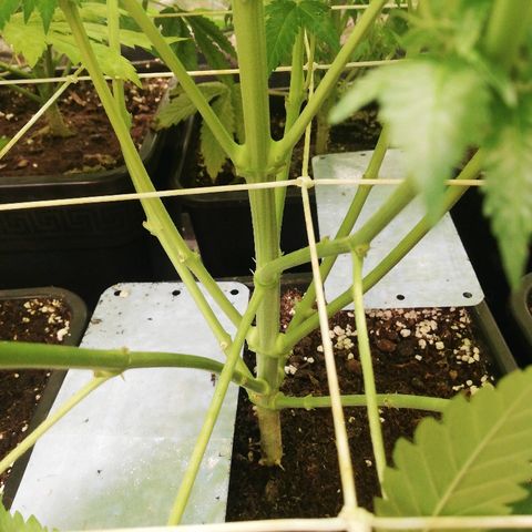 Bubblegum XL #2 growlog timeline photo
