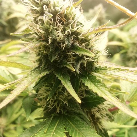 Bubblegum XL #2 growlog photo: Observation des trichomes