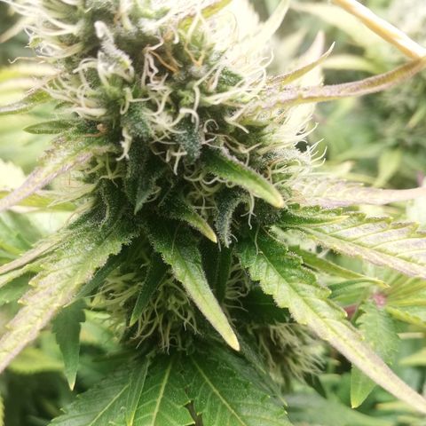 Bubblegum XL #2 growlog photo: Observation des trichomes