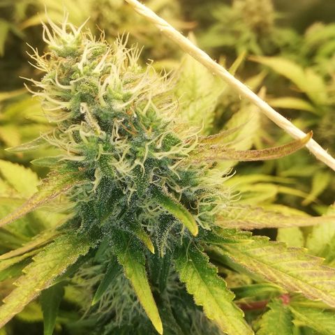 Bubblegum XL #2 growlog photo: Observation des trichomes