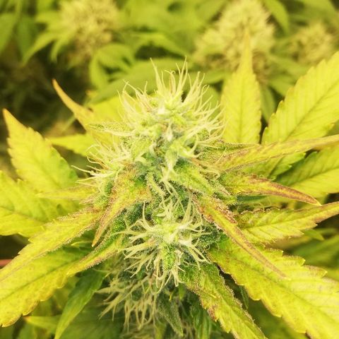 Bubblegum XL #2 growlog photo: Observation des trichomes