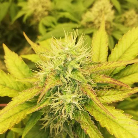 Bubblegum XL #2 growlog photo: Observation des trichomes