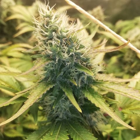 Bubblegum XL #2 growlog photo: Observation des trichomes