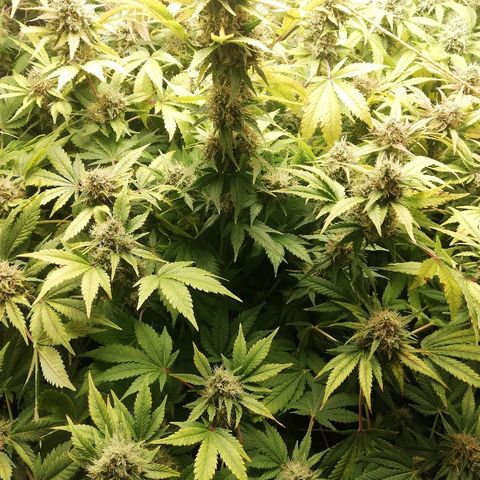 Bubblegum XL #2 growlog timeline photo