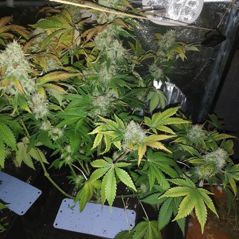 Bubblegum XL #2 growlog timeline photo