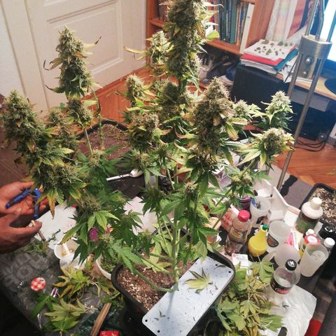 Bubblegum XL #2 growlog timeline photo