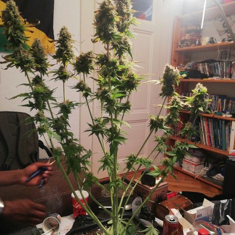 Bubblegum XL #2 growlog timeline photo