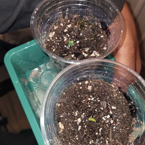 Pineapple Express #1 growlog photo: Seedlings starting to sprout