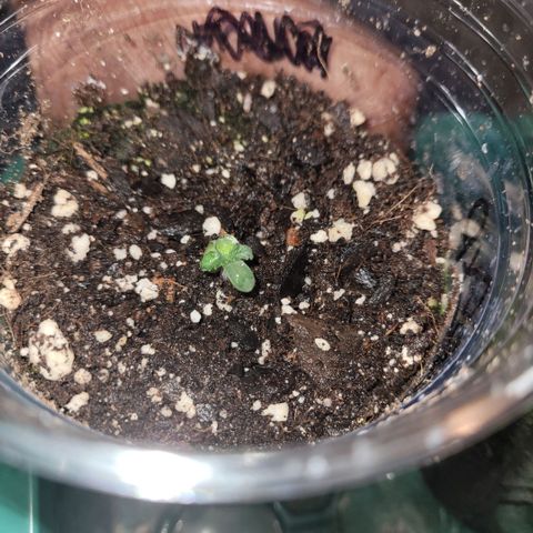 Pineapple Express #1 growlog photo: Seedlings starting to sprout