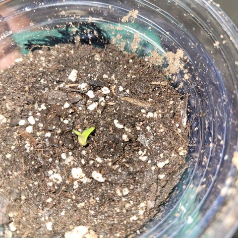 Pineapple Express #1 growlog photo: Seedlings starting to sprout