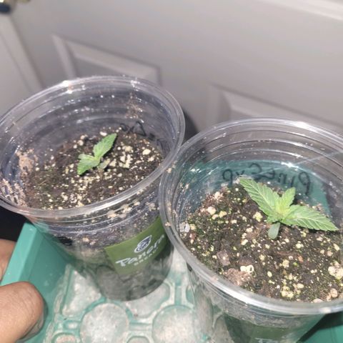 Pineapple Express #1 growlog photo: Seedlings sprouting more leaves