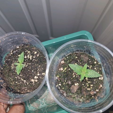 Pineapple Express #1 growlog photo: Seedlings sprouting more leaves