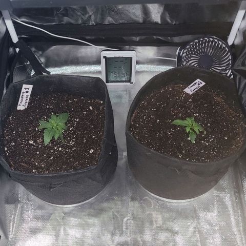 Pineapple Express #1 growlog photo: Transplanted into 3gal pots