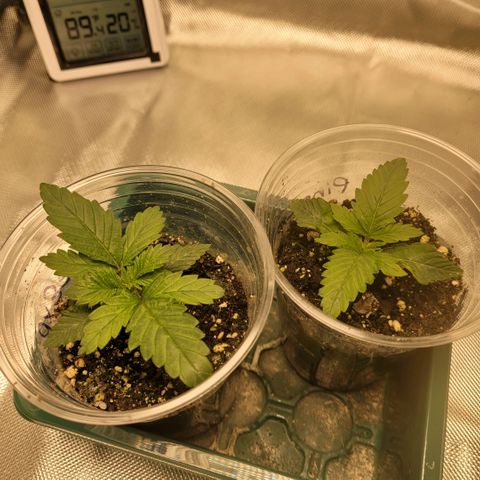 Pineapple Express #1 growlog photo: Transplanted into 3gal pots
