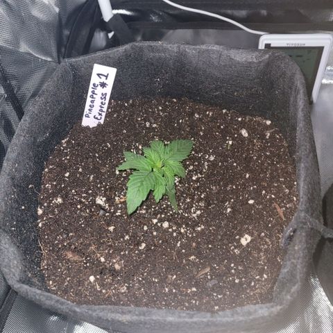 Pineapple Express #1 growlog photo: Transplanted into 3gal pots