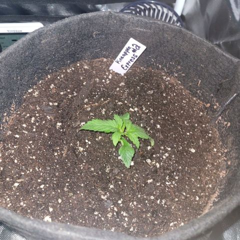 Pineapple Express #1 growlog photo: Transplanted into 3gal pots